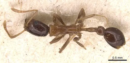 Cardiocondyla paradoxa specimen CASENT0904465 image casent0904465_1