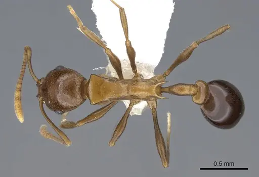 Cardiocondyla paradoxa specimen CASENT0914969 image casent0914969_1
