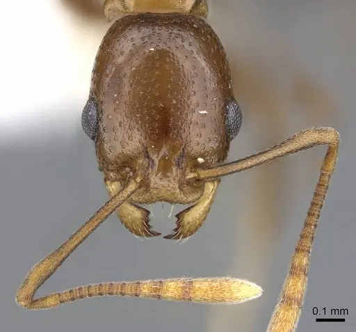 Cardiocondyla paradoxa specimen CASENT0914969 image casent0914969_2