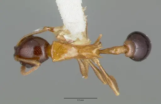 Cardiocondyla paradoxa specimen CASTYPE06949 image castype06949_1