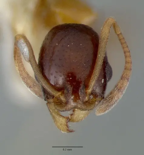 Cardiocondyla paradoxa specimen CASTYPE06949 image castype06949_2
