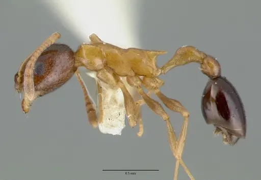 Cardiocondyla paradoxa specimen CASTYPE06949 image castype06949_3