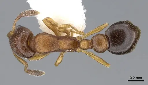Cardiocondyla paranuda specimen CASENT0914965 image casent0914965_1