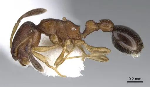 Cardiocondyla paranuda specimen CASENT0914965 image casent0914965_3