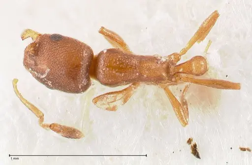 Cardiocondyla paranuda specimen FOCOL0739 image focol0739_1