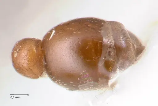 Cardiocondyla paranuda specimen FOCOL0739 image focol0739_2