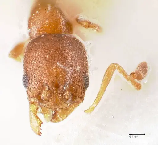 Cardiocondyla paranuda specimen FOCOL0739 image focol0739_3