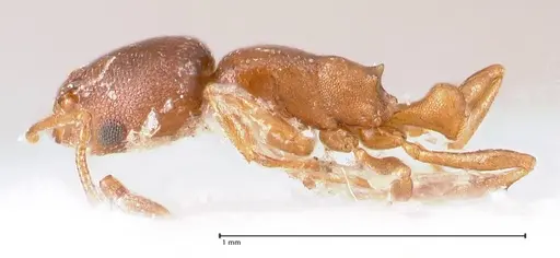 Cardiocondyla paranuda specimen FOCOL0739 image focol0739_4