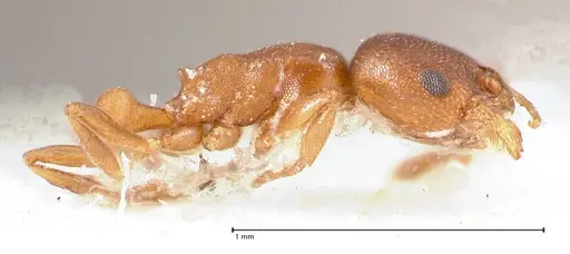 Cardiocondyla paranuda specimen FOCOL0739 image focol0739_5
