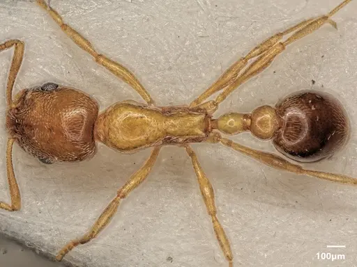 Cardiocondyla parvinoda specimen ANTWEB1048530 image antweb1048530_1