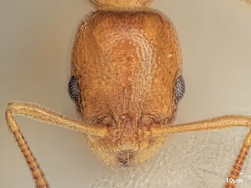 Cardiocondyla parvinoda specimen ANTWEB1048530 image antweb1048530_2