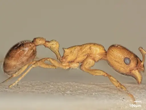 Cardiocondyla parvinoda specimen ANTWEB1048530 image antweb1048530_4