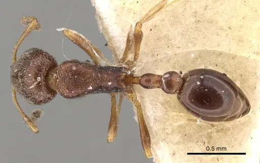 Cardiocondyla parvinoda specimen CASENT0281807 image casent0281807_1