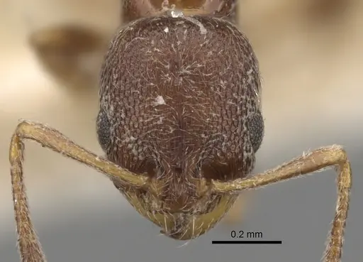 Cardiocondyla parvinoda specimen CASENT0281807 image casent0281807_2