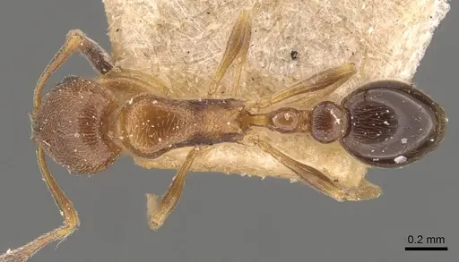 Cardiocondyla parvinoda specimen CASENT0908346 image casent0908346_1