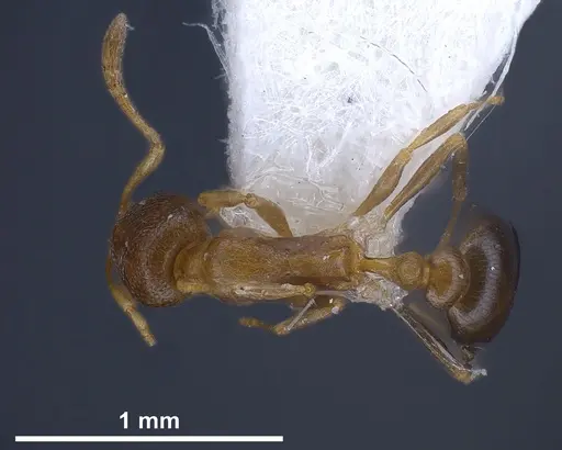 Cardiocondyla persiana specimen ANTWEB1041250 image antweb1041250_1