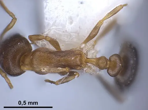 Cardiocondyla persiana specimen ANTWEB1041250 image antweb1041250_2