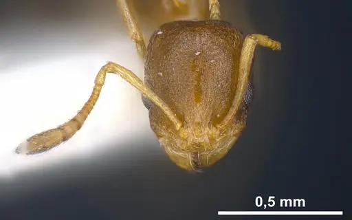 Cardiocondyla persiana specimen ANTWEB1041250 image antweb1041250_3