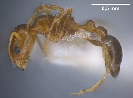 Cardiocondyla persiana specimen ANTWEB1041250 image antweb1041250_4