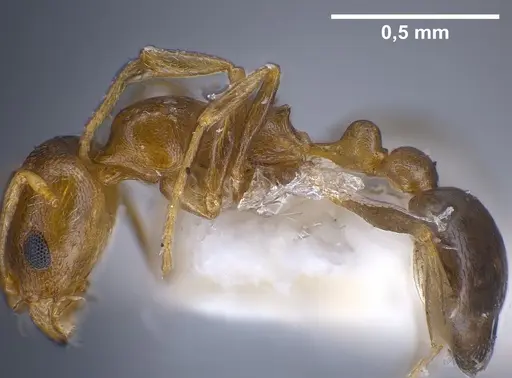 Cardiocondyla persiana specimen ANTWEB1041250 image antweb1041250_5