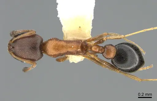 Cardiocondyla persiana specimen ANTWEB1041914 image antweb1041914_1