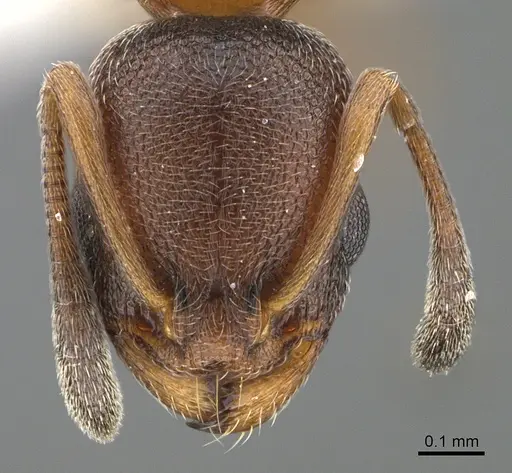 Cardiocondyla persiana specimen ANTWEB1041914 image antweb1041914_2