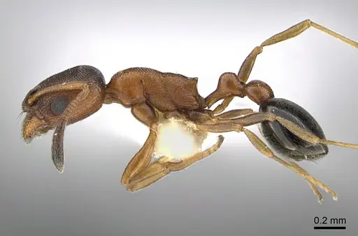 Cardiocondyla persiana specimen ANTWEB1041914 image antweb1041914_3