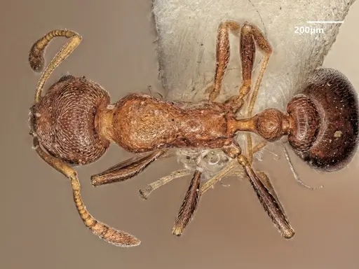 Cardiocondyla persiana specimen ANTWEB1048531 image antweb1048531_1