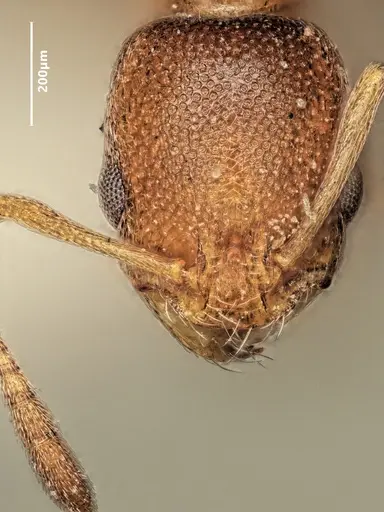 Cardiocondyla persiana specimen ANTWEB1048531 image antweb1048531_2