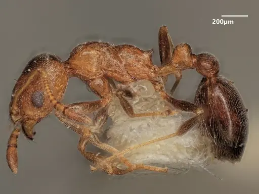 Cardiocondyla persiana specimen ANTWEB1048531 image antweb1048531_4