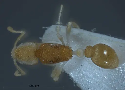Cardiocondyla pirata specimen ANTWEB1008382 image antweb1008382_1