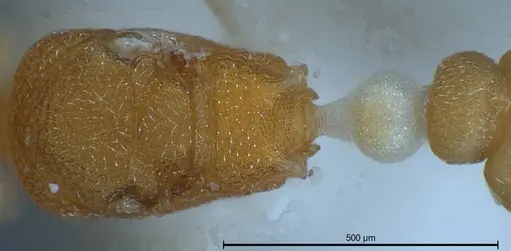 Cardiocondyla pirata specimen ANTWEB1008382 image antweb1008382_2