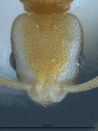 Cardiocondyla pirata specimen ANTWEB1008382 image antweb1008382_3