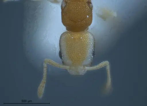 Cardiocondyla pirata specimen ANTWEB1008382 image antweb1008382_4