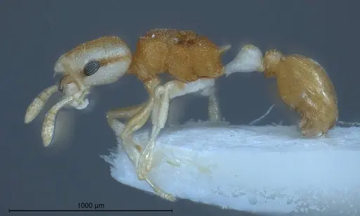 Cardiocondyla pirata specimen ANTWEB1008382 image antweb1008382_5