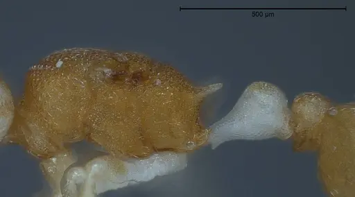 Cardiocondyla pirata specimen ANTWEB1008382 image antweb1008382_6