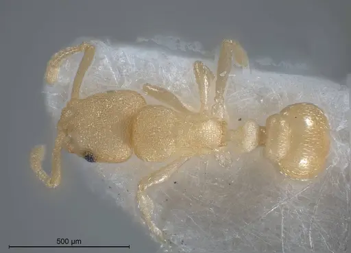 Cardiocondyla pirata specimen ANTWEB1008383 image antweb1008383_1