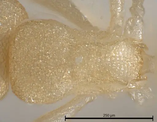 Cardiocondyla pirata specimen ANTWEB1008383 image antweb1008383_2