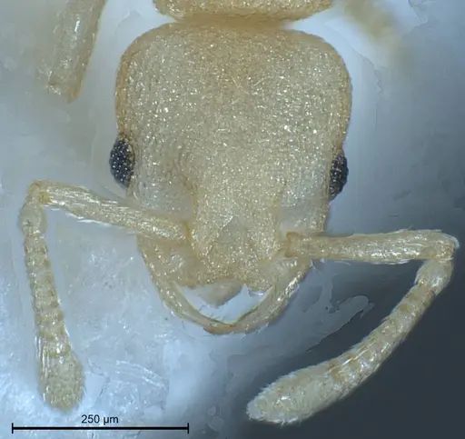Cardiocondyla pirata specimen ANTWEB1008383 image antweb1008383_3