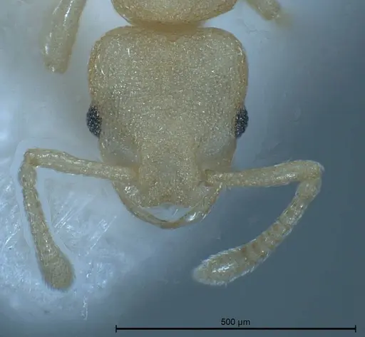 Cardiocondyla pirata specimen ANTWEB1008383 image antweb1008383_4