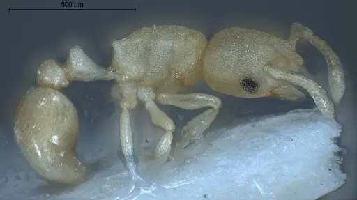 Cardiocondyla pirata specimen ANTWEB1008383 image antweb1008383_5