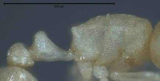 Cardiocondyla pirata specimen ANTWEB1008383 image antweb1008383_6