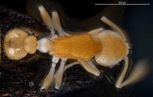 Cardiocondyla pirata specimen ANTWEB1008384 image antweb1008384_1