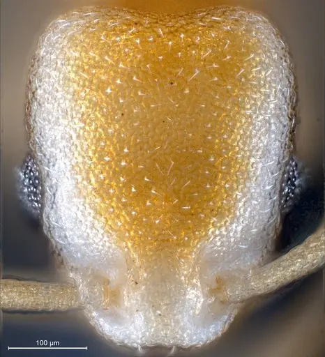 Cardiocondyla pirata specimen ANTWEB1008384 image antweb1008384_2