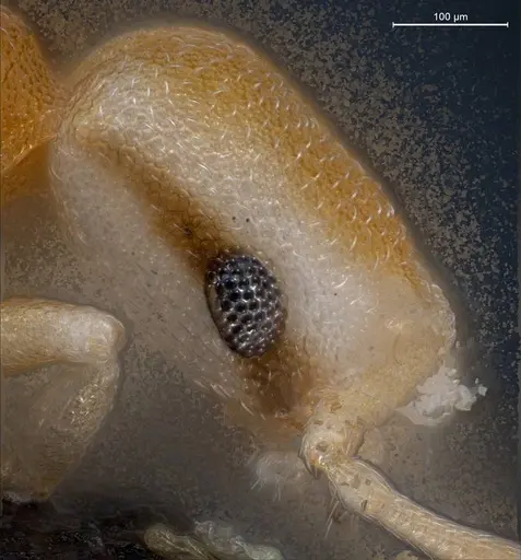 Cardiocondyla pirata specimen ANTWEB1008384 image antweb1008384_3