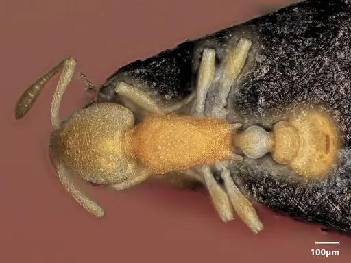 Cardiocondyla pirata specimen ANTWEB1048532 image antweb1048532_1