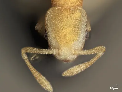 Cardiocondyla pirata specimen ANTWEB1048532 image antweb1048532_2