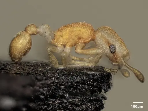 Cardiocondyla pirata specimen ANTWEB1048532 image antweb1048532_3