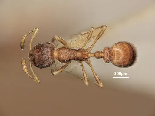 Cardiocondyla rolandi specimen ANTWEB1048533 image antweb1048533_1