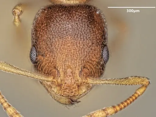Cardiocondyla rolandi specimen ANTWEB1048533 image antweb1048533_2